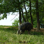 Elevage Porc Noir de Bigorre